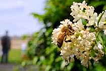 Honey bee (Apis mellifera) foraging on Common privet flowers (Ligustrum vulgare), with person in the background, Royal Crescent, Bath, England, UK, June