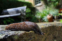 Black slug (Arion ater), brown form, crawling over patio after rain, with house and garden bench in the background, Wiltshire, UK, July . Property released.