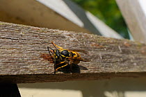 Common wasp (Vespula vulgaris) worker scraping wood for its nest from plant trellis in a garden, Wiltshire, England, UK, July . Property released.