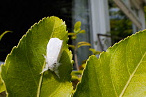Brown-tail moth (Euproctis chrysorrhoea) resting on leaves of Camellia growing in patio tub next to a house, Wiltshire, England, UK, July . Property released.