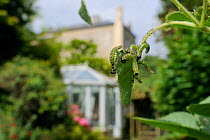 Group of Large rose sawfly larvae (Arge pagana) feeding on young Rose leaves (Rosa sp.) in garden, Wiltshire, England, UK, August . Property released.