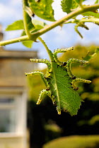 Group of Large rose sawfly larvae (Arge pagana) feeding on young Rose leaves (Rosa sp.) in garden, Wiltshire, England, UK, August . Property released.