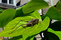 Female Dark bush cricket (Pholidoptera griseoaptera) sunning itself on Ivy leaf (Hedera helix) in garden, with house in background, Wiltshire England, UK, September . Property released. Did you know?...