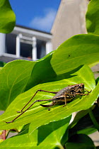 Female Dark bush cricket (Pholidoptera griseoaptera) sunning itself on Ivy leaf (Hedera helix) in garden, with house in background, Wiltshire England, UK, September . Property released.