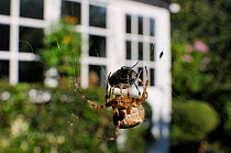 Female Garden spider (Araneus diadematus) wrapping up fly prey with silk on web spun in garden, with house in the background, Wiltshire England, UK, September . Property released.