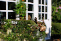 Female Garden spider (Araneus diadematus) approaching fly prey on web spun in garden, with house in the background, Wiltshire England, UK, September . Property released.