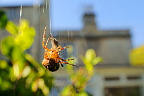 Female Garden spider (Araneus diadematus) wrapping up fly prey with silk on web spun in garden, with house in the background, Wiltshire England, UK, September . Property released.