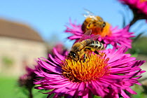 Honey bees (Apis mellifera) foraging on Pink asters (Aster novae-angliae) in garden, Wiltshire, England, UK, September . Property released.