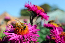Honey bee (Apis mellifera) foraging on Pink asters (Aster novae-angliae) in garden, Wiltshire, England, UK, September. Did you know? A honey bee will travel six miles or more on a single foraging flig...