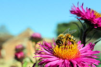 Honey bee (Apis mellifera) foraging on Pink asters (Aster novae-angliae) in garden, Wiltshire, England, UK, September . Property released.