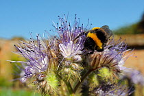 White-tailed bumblebee (Bombus lucorum) nectar feeding in garden, Wiltshire, England, UK, September . Property released.