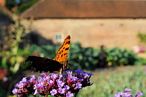 Comma butterfly (Polygonium c-album) feeding on Verbena (Verbena bonariensis) flowers in garden, Wiltshire, England, UK, September . Property released.