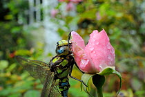 Male Southern hawker dragonfly (Aeshna cyanea) sunning itself on Rose flower (Rosa sp.) in garden in autumn, Wiltshire, England, UK, October . Property released.