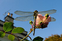 Male Southern hawker dragonfly (Aeshna cyanea) sunning itself on Rose flower (Rosa sp.) in garden in autumn, Wiltshire, England, UK, October . Property released. Did you know? The Latin name for this...