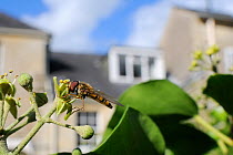 Marmalade hoverfly (Episyrphus balteatus) feeding on Ivy flower (Hedera helix) in garden, with house in background, Wiltshire, England, UK, October . Property released.