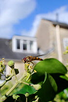 Marmalade hoverfly (Episyrphus balteatus) feeding on Ivy flower (Hedera helix) in garden, with house in background, Wiltshire, England, UK, October . Property released.