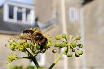 Hoverfly (Eristalis tenax), a honey bee mimic, feeding on Ivy flower (Hedera helix) in garden near a house, Wiltshire, England, UK, October . Property released.