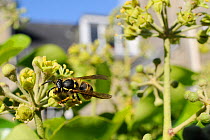 Common wasp (Vespula vulgaris) worker feeding on Ivy flower (Hedera helix) in garden, with house in background, Wiltshire, England, UK, October . Property released.