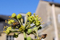 Cluster fly (Pollenia sp.) feeding on Ivy flower (Hedera helix) in garden, with house in background, Wiltshire, England, UK, October . Property released.