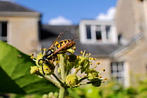 Common wasp (Vespula vulgaris) worker feeding on Ivy flower (Hedera helix) in garden, with house in background, Wiltshire, England, UK, October . Property released.