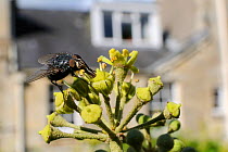 Bluebottle fly (Calliphora vicina), feeding on Ivy flower (Hedera helix) in garden, with house in background, Wiltshire, England,  UK, October . Property released.