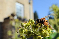 Hoverfly (Eristalis tenax), a honey bee mimic, feeding on Ivy flower (Hedera helix) in garden, with house in background, Wiltshire, England, UK, October . Property released.