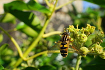 Sun fly / Striped hoverfly (Helophilus pendulus), feeding on Ivy flower (Hedera helix) in garden, with house in background, Wiltshire, England, UK, October . Property released.