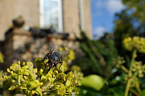 Bluebottle fly (Calliphora vicina), feeding on Ivy flower (Hedera helix) in garden, with house in background, Wiltshire, England, UK, October  . Property released.