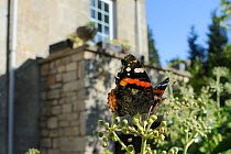 Red Admiral butterfly (Vanessa atalanta) feeding on Ivy flowers (Hedera helix) in garden, with house in background, Wiltshire, England, UK, April . Property released.