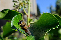Hoverfly (Eristalis tenax), a honey bee mimic, basking in sun on Ivy leaf (Hedera helix) in garden, with house in background, Wiltshire, England, UK, April . Property released.
