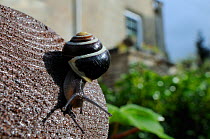 White-lipped snail (Cepaea hortensis) crawling over wooden hand rail in garden, with house in background, Wiltshire, England, UK, October . Property released.