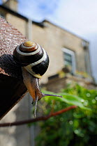 White-lipped snail (Cepaea hortensis) crawling over wooden hand rail in garden, with house in background, Wiltshire, England, UK, October . Property released.