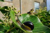 White-lipped snail (Cepaea hortensis) crawling over Ivy leaf (Hedera helix) in garden, with house in background, Wiltshire, England, UK, October . Property released.