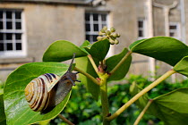 White-lipped snail (Cepaea hortensis) crawling over Ivy leaf (Hedera helix) in garden, with house in background, Wiltshire, England, UK, October . Property released. Did you know? Snails sometimes mov...