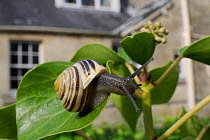 White-lipped snail (Cepaea hortensis) crawling over Ivy leaf (Hedera helix) in garden, with house in background, Wiltshire, England, UK, October . Property released.