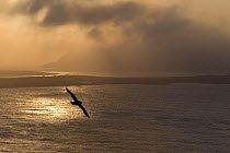 Fulmar (Fulmarus glacialis) silhouetted against backdrop of sea and clouds, Shetland Isles, Scotland, UK, July