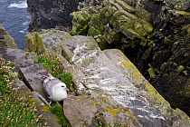Fulmar (Fulmarus glacialis) sitting on a nest on clifftop, Shetland Isles, Scotland, UK, July