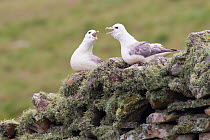 Fulmar (Fulmarus glacialis) pair calling to each other, Shetland Isles, Scotland, UK, July