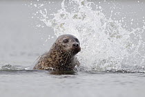 RF- Common seal (Phoca vitulina) in surf, Shetland Isles, Scotland, UK, July. (This image may be licensed either as rights managed or royalty free.)