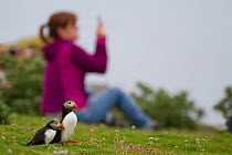 Two puffins (Fratercula arctica) with tourist in the background holding a camera phone, Shetland Isles, Scotland, UK, July 2011
