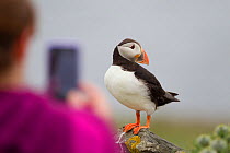 Puffin (Fratercula arctica) standing on a rock, posing for a tourist holding a camera, Shetland Isles, Scotland, UK, July 2011. 2020VISION Book Plate. Did you know? Although the largest colonies of pu...