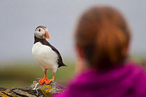 Tourist watching a Puffin (Fratercula arctica), Shetland Isles, Scotland, UK, July 2011. Did you know? When flying a Puffin can flap its wings 400 times a minute.