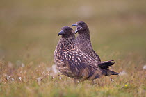 Great skua (Stercorarius skua) pair, Shetland Isles, Scotland, UK, July