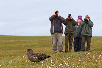 Birdwatchers watching a Great skua (Stercorarius skua), Shetland Isles, Scotland, UK, July 2011