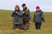Birdwatchers walking and watching a Great skua (Stercorarius skua), Shetland Isles, Scotland, UK, July 2011