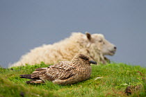 Great skua (Stercorarius skua)on ground with domestic sheep in the background, Shetland Isles, Scotland, UK, July