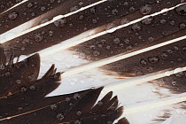 Great skua (Stercorarius skua), wing feather detail with water droplets, Shetland Isles, Scotland, UK, July