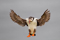 Puffin (Fratercula arctica) coming in to land, with beak full of sand eels, Shetland Isles, Scotland, UK, July