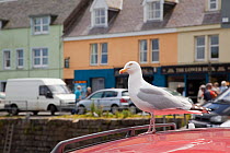 Herring gull (Larus argentatus) standing on the roof of a car, Portree, Skye, Inner Hebrides, Scotland, UK, June