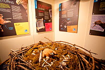 White-tailed sea eagle exhibition, Aros Visitor Centre, Portree, Skye, Inner Hebrides, Scotland, UK, June 2011